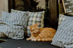 In Alphen aan den Rijn is een kattencafé geopend: Cattuccino