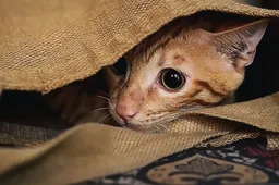 Deze kat zocht een bijzondere schuilplaats na hartverscheurende gebeurtenis