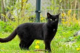 Explosie in Den Haag zorgt voor verschillende vermiste katten