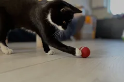Cheerble M1 interactieve kattenbal Review: Tip voor een speelse kat