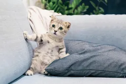 Een kat in de Verenigde Staten eet voer met vogelgriepvirus en sterft