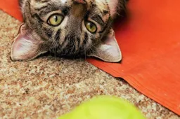 Tip: Dit goedgevulde speelgoedballetje houdt je kat uren bezig