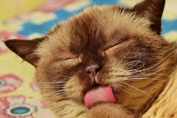 De beste katten aanbiedingen van week 1: goed het nieuwe jaar in