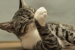 Leuke kattenfilmpjes op Tiktok: katten in het huishouden