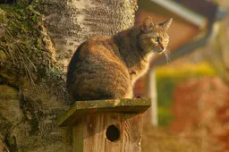 Nieuw kattenspeeltje voor katten bootst fladderende vogel na