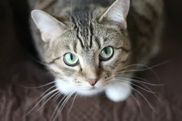 In België zijn personen actief die illegaal katten bij ouderen ophalen