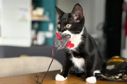 Vraag Maar Raak: Heb je nog goede katten voornemens?
