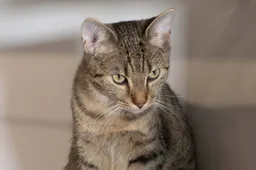 Ontmoet Piep en Muntje – Wie haalt dit kattenduo uit het asiel?
