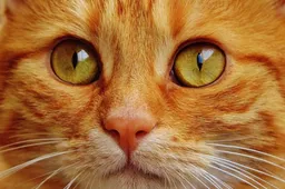 Ken je de interactieve kattenrobot al?