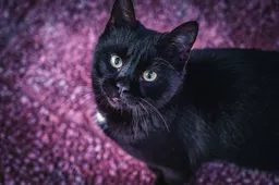 George de vermiste kat heeft er een flink avontuur op zitten