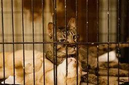 18 katten en een hond weggehaald in Gent