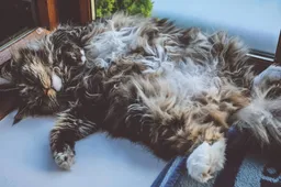 Dit zijn 5 kattenrassen die je binnen kunt houden