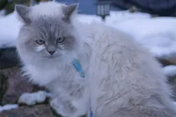 Een kat straffen heeft geen zin + nog 4 dingen die je beter kunt laten
