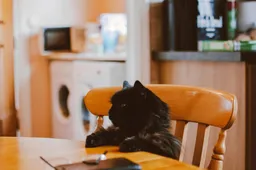 Hilarische video: kat doet work-out vlak voor lekker eten