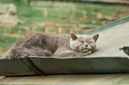 Let op deze signalen om te weten of je kat stervende is