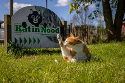 Jolanda Prins van Kat in Nood: ‘We willen niets anders dan een 5-sterren mandje voor ze'