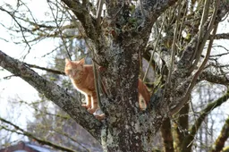 Katten kunnen mensen besmetten met vogelgriep