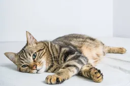 Met deze tip communiceer je beter met je kat