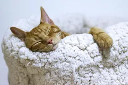 Dierenvrienden schieten kattenbaasje massaal te hulp na noodkreet