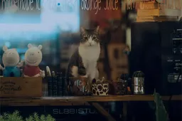 Kattencafé Groningen krijgt miljoenen views op TikTok