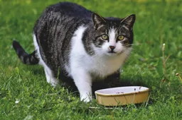 Sheba Classics Paté Review: Een feestelijke kattenmaaltijd