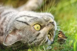 Premier zet streep door verbod op katten naar buiten laten in Schotland