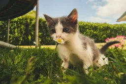 Dit zijn de top vijf misvattingen over katten