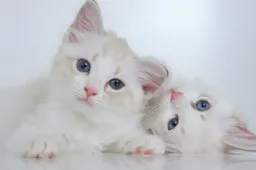 Jade Anna komt met verklaring over verdwenen katten