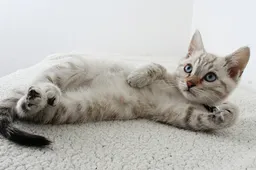 De 6 redenen waarom katten (kunnen) miauwen