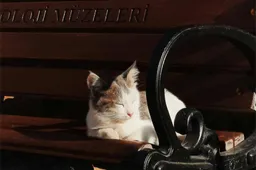 De nieuwe Chiens et chats expositie laat ons katten ervaren