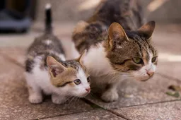 Dit is waarom katten kunnen blazen naar een nieuwe kitten
