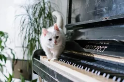 Deze kat is helemaal fan van Bongo Cat