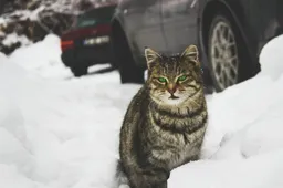 Kat  zit vast in motorkap en reist kilometers mee tot Delden