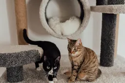 Wat voor kattenspeelgoed is er allemaal te koop bij Action?