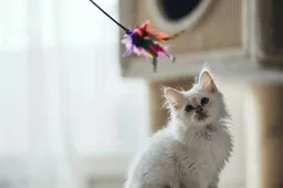 Opvallend: Ook katten werken op een laptop