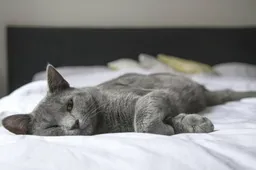 Wist je dat katten niet alleen spinnen vanuit tevredenheid?