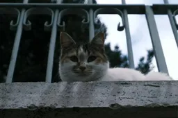 Oekraïense vrouw vraagt steun voor katten in Kiev