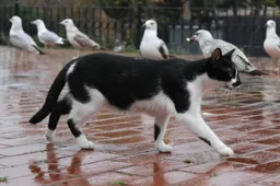 Katten uit Gorinchem doden jaarlijks 135.000 vogels