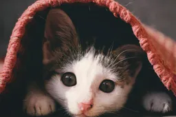 Wat is de 3-3-3-regel voor katten?