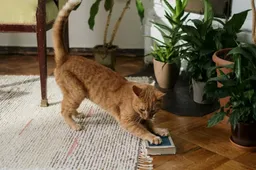 Dit is het populairste kattenboek van dit moment