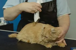 Wegens online paniek gaan Indiase katteneigenaren massaal naar dierenarts