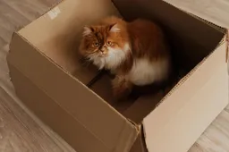 Waarom houden katten zo erg van dozen?