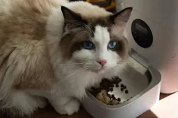 Wist je dat Robbie Williams reclame maakt voor katten?