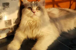 Dit zijn de vijf redenen waarom wij gelukkig worden van katten