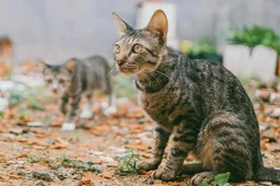 Hoe zeg je hallo tegen je kat?