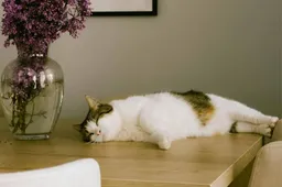 In Musselkanaal zoeken mensen een dader die katten met luchtbuks neerschiet