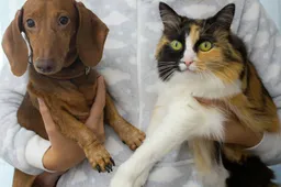 Kan een kat zwanger raken van een hond?