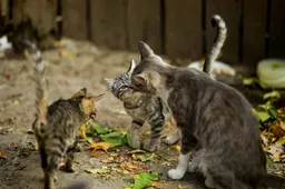 Hoeveel katten mag je hebben in Nederland?