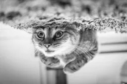 In twee dagen tijd meerdere katten achtergelaten in tas