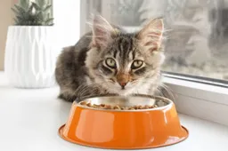 Zooplus komt met kilo’s gratis kattenvoer